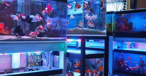 fish site|People & planet .